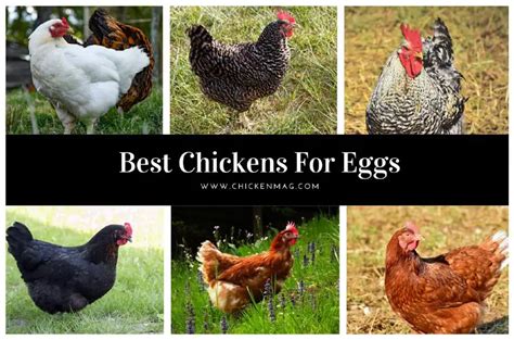 Top 9 Best Breeds Of Chickens For Eggs - You Probably Didn't Know