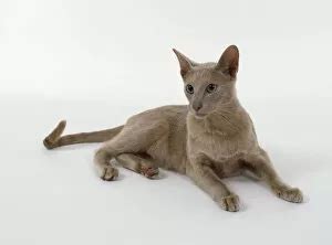 Oriental Shorthair Cats Domestic Mammals