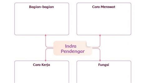 Cara Kerja Indra Pendengar Adalah Gudang Materi Online