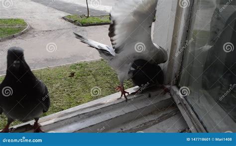 Pombos Da Batalha No Peitoril Da Janela Video Estoque Vídeo de pombas