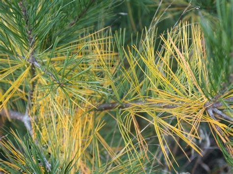 Why Are My Interior Conifer Needles Turning Yellow Msu Extension