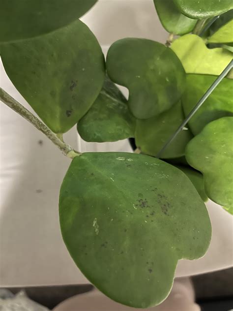 Hoya Kerrii Has Black Spots On Leaves Rhoyas