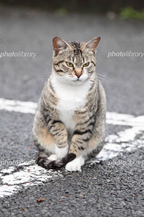 野良猫の子猫 写真素材 762612 フォトライブラリー Photolibrary