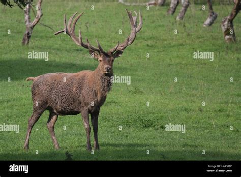 Rotwild Jagd Jagd Natur Hart Hirsch wilde Tier männliche maskuline