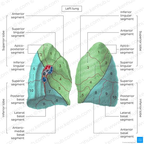 Bronchopulmonary segments: Anatomy and clinical aspects | Kenhub