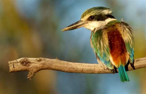 Red-backed Kingfisher - Capable of Living Far From Water