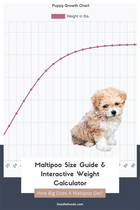 Maltipoo Size Chart With 11,700+ Maltipoo Weight Data Points