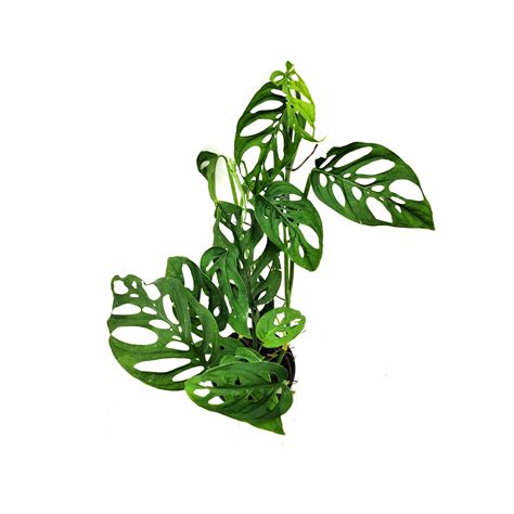 Wholesale Plants, Bulk Swiss Cheese Plant, Monstera Adansonii, Adanson