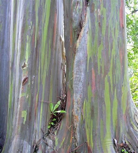 Eucalyptus Deglupta Rainbow Eucalyptus 20 Tiny Seeds Etsy