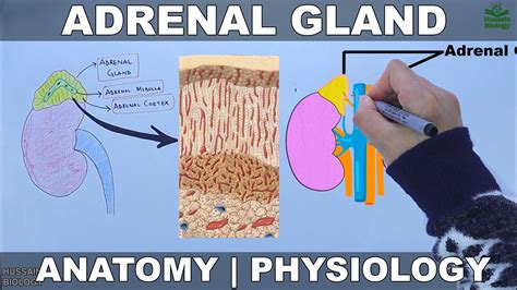 Adrenal Gland Anatomy And Physiology Youtube