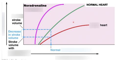 Diagram of Frank-Starling Law | Quizlet