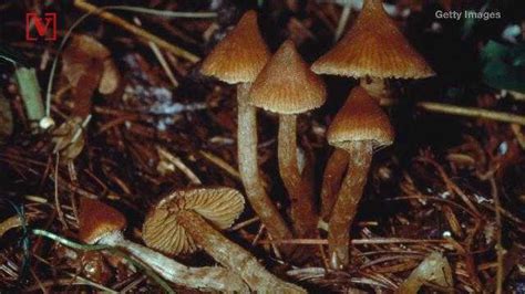 Oakland Weighs Decriminalizing Magic Mushrooms