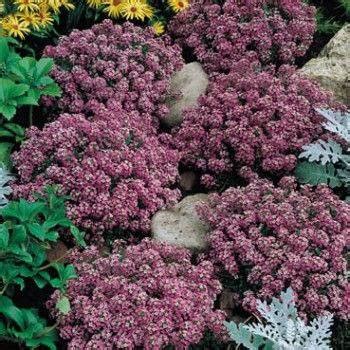 Alyssum Rosie ODay Seed Syed Garden