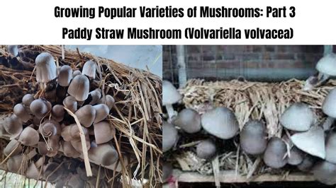 Growing Popular Varieties Of Mushrooms Part 3 Paddy Straw Mushroom