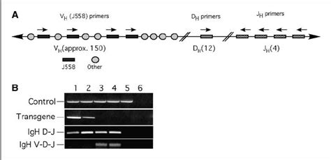 Status Of D J And V D J Rearrangements Of Igh Genes In E A Tal