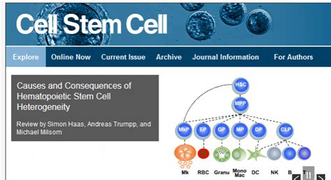 Causes And Consequences Of Hematopoietic Stem Cell Heterogeneity Cell Stem Cell 2018