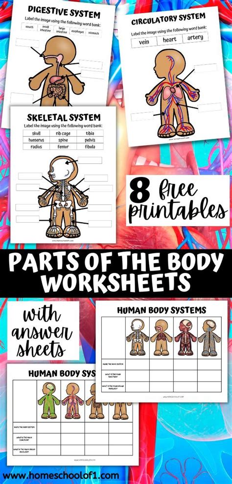printable human body systems worksheets  kids artofit
