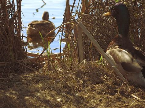 The 4 Best Camo Patterns For Duck Hunting Reviews 2024