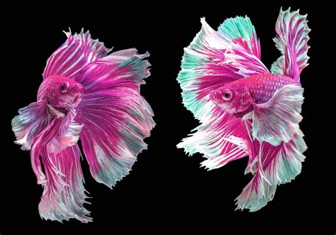 The Best Betta Fish Species To Keep In Your Tank