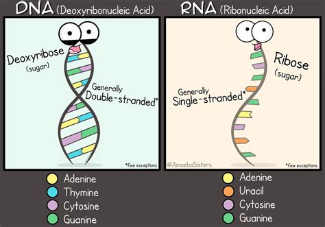 Amoeba Sisters Dna Vs Rna Worksheet