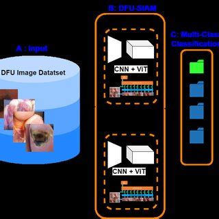 dfu siam architecture overview  dfu classification  input images