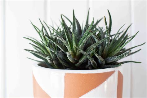 Haworthia Plant Care And Growing Guide