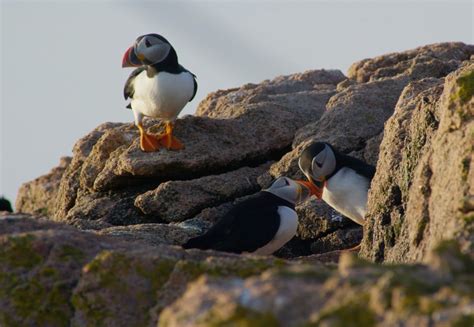 Friends of Maine Coastal Islands | National Wildlife Refuge