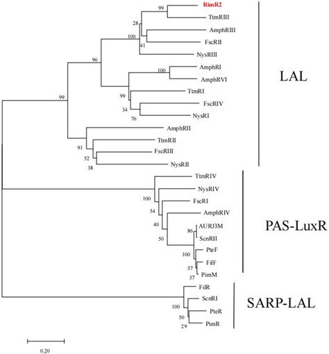 Phylogenetic Analysis Based On Rimr2 Of S Rimosus M527 And Some Download Scientific Diagram