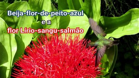 Beija flor de peito azul e a flor Lírio sangu salmão Vídeo Dailymotion