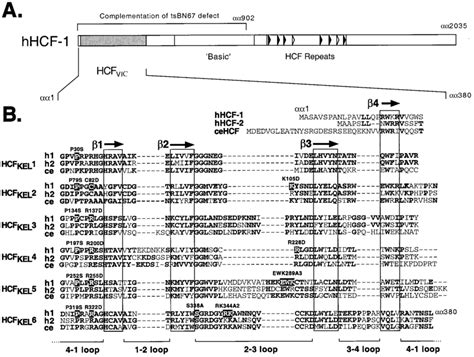 A Primary Structure Of Hcf 1 The Amino Terminal Propeller Hcf Vic Download Scientific