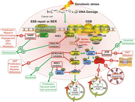 Biological Role Of Targeting Ddr Protein Upon Dna Damage In Cancer