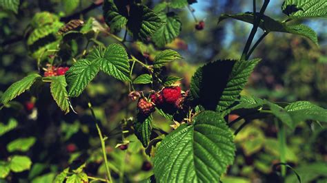 Wallpaper Sunlight Forest Food Nature Branch Fruit Green