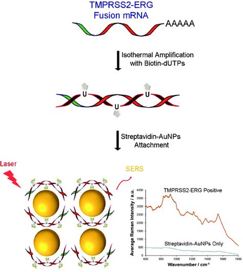 Schematic Representation Of Combining Rt Rpa And Sers For Rapid