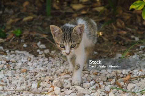 Beautiful Kittens Playing Together And Each With Himself Stock Photo ...