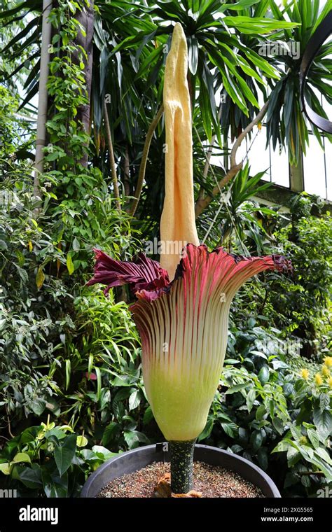 Titan Arum Or Corpse Flower Amorphophallus Titanum Araceae Western