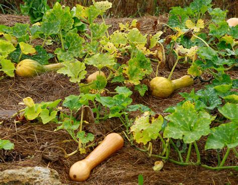 Courge Longue De Nice Culture R Colte Et Utilisation