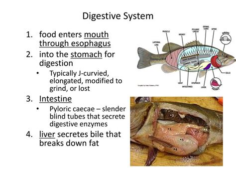 Ppt Fish Internal Anatomy And Physiology Powerpoint Presentation Id