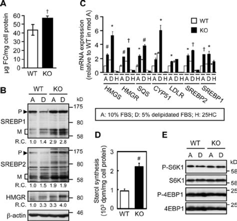 Abca Deficiency Causes Elevated Srebp Pathway A Cellular Free