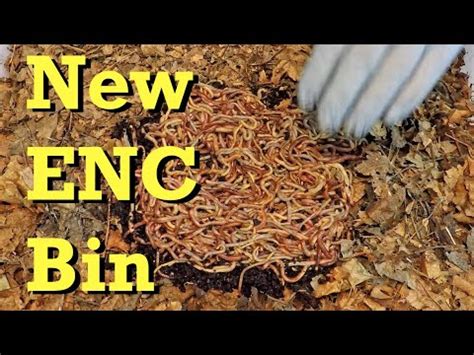 New European Nightcrawler Bin Launch With Worms From Vermibag Mini