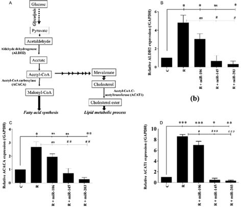 -(A) Regulation of lipid metabolic process and fatty acid metabolism by ...