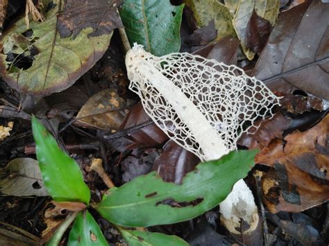 Complex Phallus Indusiatus From Montalvo Andoas Ecuador On March 18