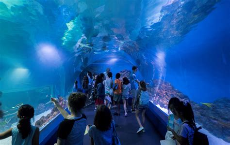 Cairns Attractions-Cairns Best Things to See-CairnsAustralia.com