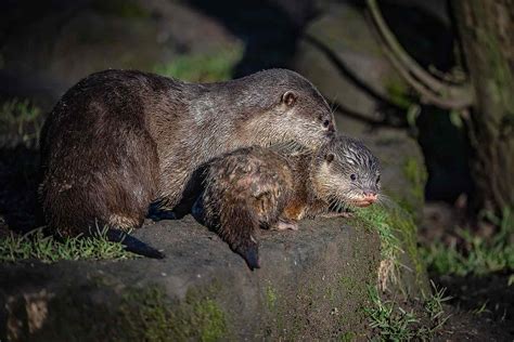 Baby Otters Get Swim Lesson at Chester Zoo