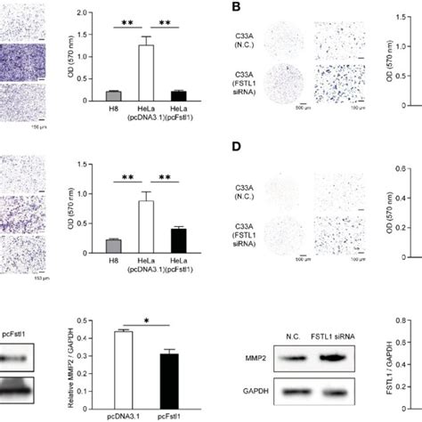 Fstl Inhibited The Mobility And Invasion Of Cc Cells Representative