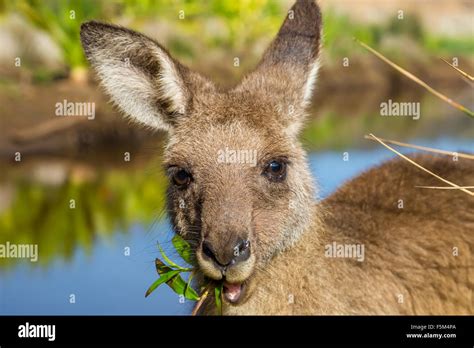 Australian Kangaroos in Pebbly Beach Stock Photo - Alamy