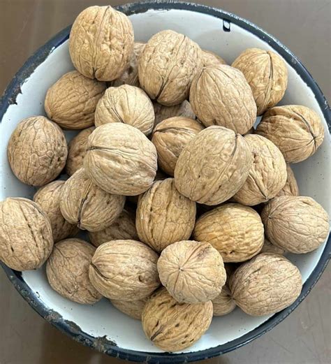 Creamy Common Kashmir Walnuts Packaging Type Poly Bag Packaging