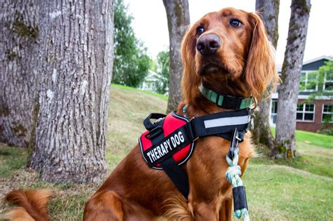 Therapy Dogs in Washington, D.C. - Capital Caring Health