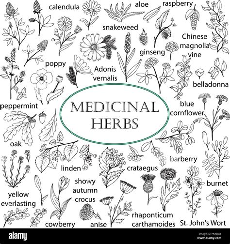 Set Of Hand Drawn Illustrations Of Medicinal Herbs Black And White