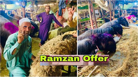 Ramazan Bakra Dumba Mandi Peshawar Special Offer Special Discount