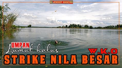 Best Fishing Video Mancing Nyobok Wko Terbaru Strike Nila Babon